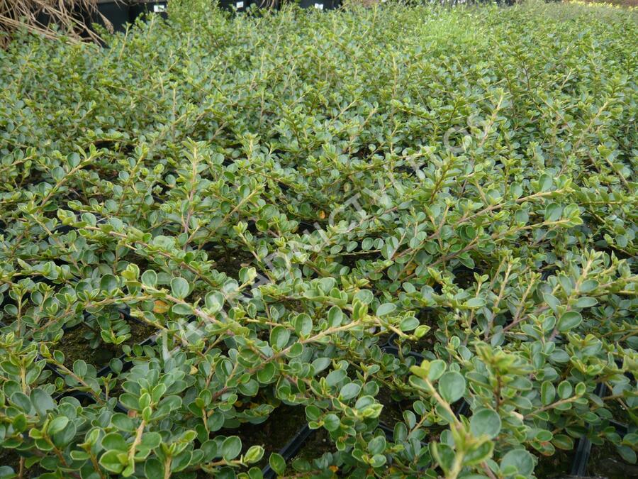 Skalník vodorovný - Cotoneaster horizontalis