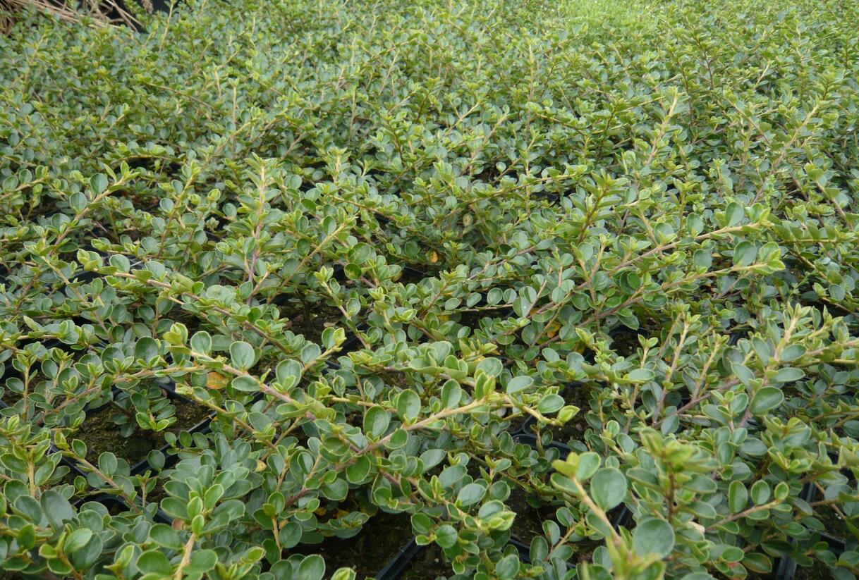 Skalník vodorovný - Cotoneaster horizontalis