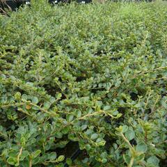 Skalník vodorovný - Cotoneaster horizontalis