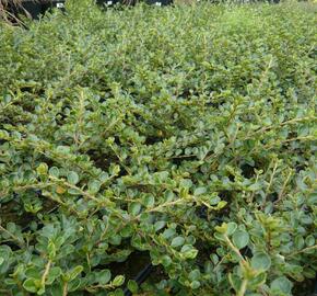 Skalník vodorovný - Cotoneaster horizontalis