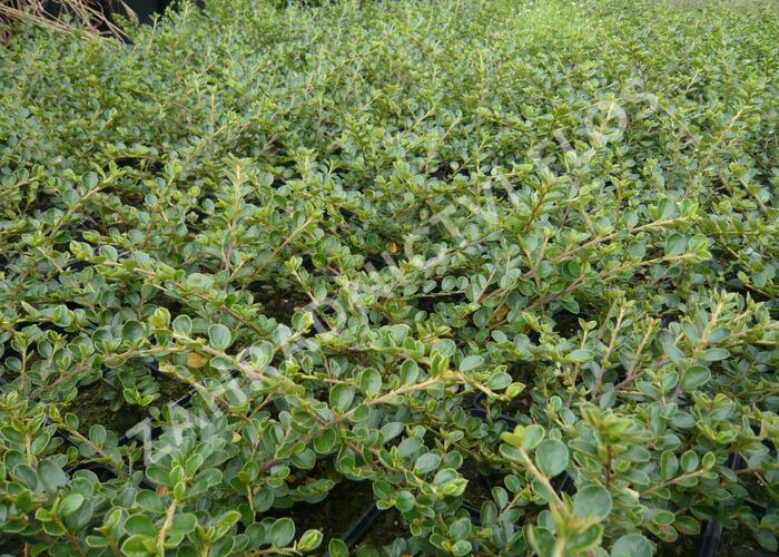 Skalník vodorovný - Cotoneaster horizontalis