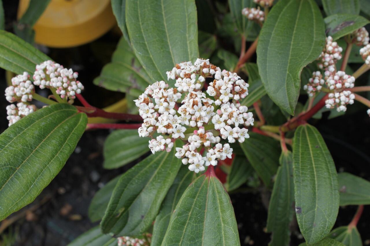 Kalina Davidova Viburnum davidii Zahradnictví FLOS