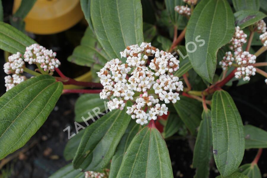 Kalina Davidova - Viburnum davidii