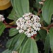 Kalina Davidova - Viburnum davidii