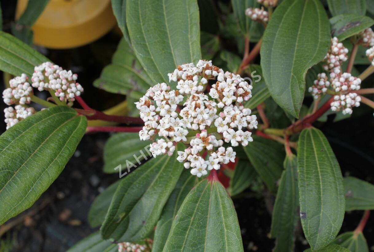 Kalina Davidova - Viburnum davidii