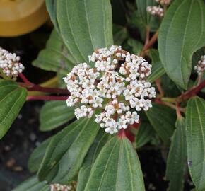 Kalina Davidova - Viburnum davidii