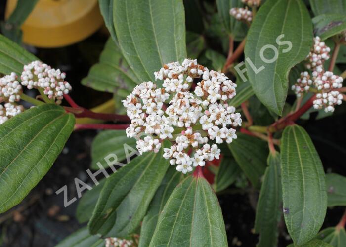 Kalina Davidova - Viburnum davidii