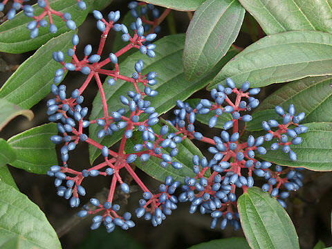 Kalina Davidova - Viburnum davidii