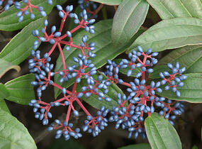 Kalina Davidova - Viburnum davidii