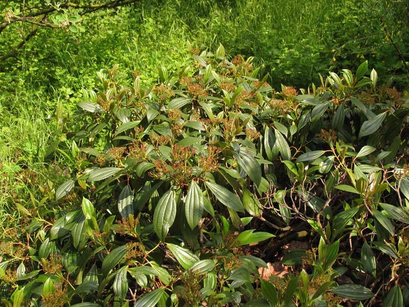 Kalina Davidova - Viburnum davidii