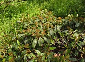 Kalina Davidova - Viburnum davidii