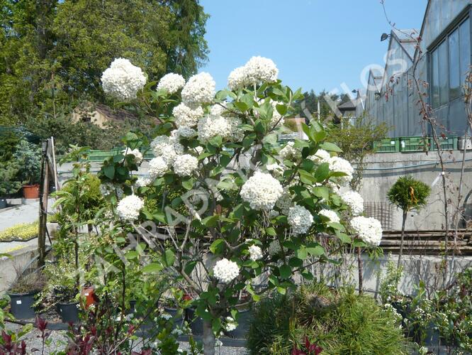 Kalina Carlesova - Viburnum carlesii