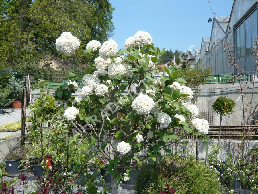 Kalina Carlesova - Viburnum carlesii