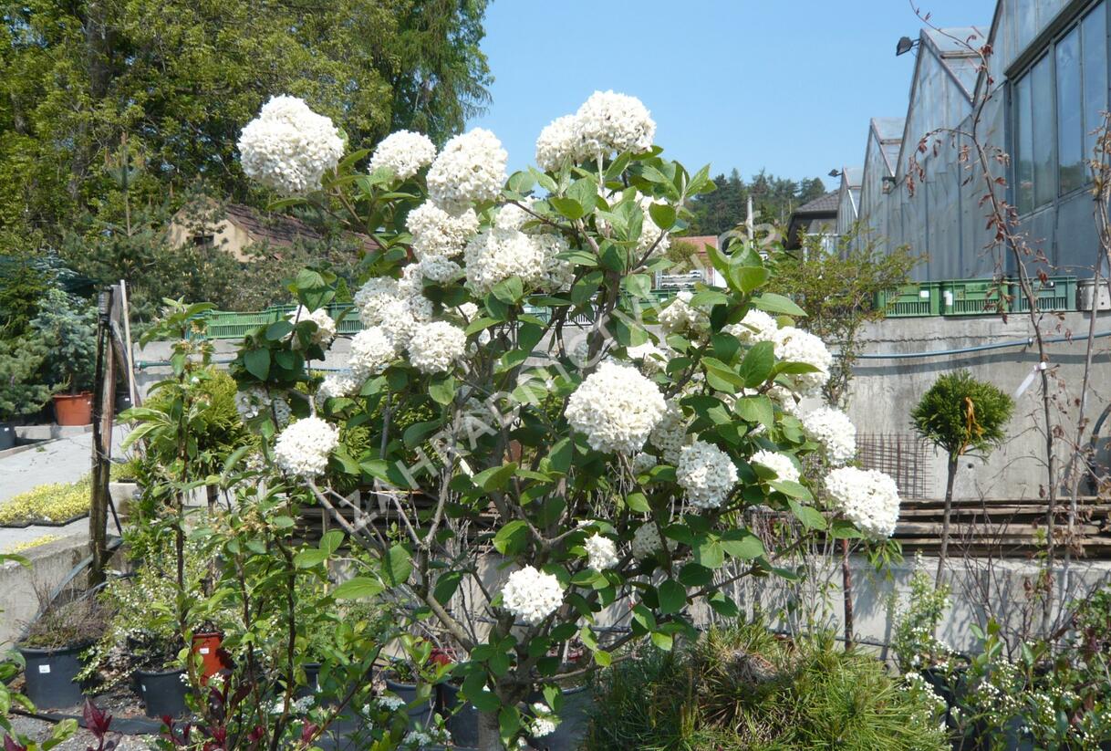 Kalina Carlesova - Viburnum carlesii