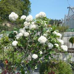 Kalina Carlesova - Viburnum carlesii