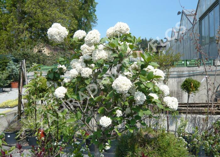 Kalina Carlesova - Viburnum carlesii