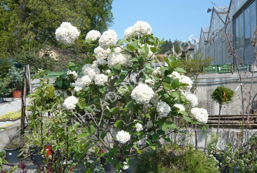 Kalina Carlesova - Viburnum carlesii