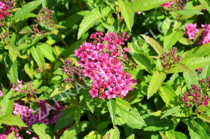 Tavolník japonský 'Anthony Waterer' - Spiraea japonica 'Anthony Waterer'