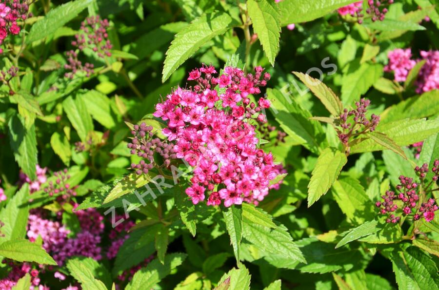 Tavolník japonský 'Anthony Waterer' - Spiraea japonica 'Anthony Waterer'