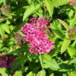 Tavolník japonský 'Anthony Waterer' - Spiraea japonica 'Anthony Waterer'