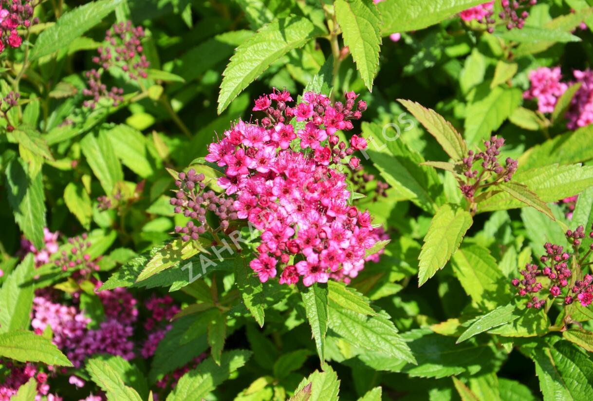 Tavolník japonský 'Anthony Waterer' - Spiraea japonica 'Anthony Waterer'