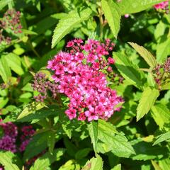 Tavolník japonský 'Anthony Waterer' - Spiraea japonica 'Anthony Waterer'