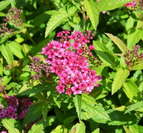 Tavolník japonský 'Anthony Waterer' - Spiraea japonica 'Anthony Waterer'