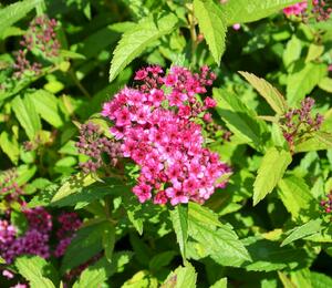 Tavolník japonský 'Anthony Waterer' - Spiraea japonica 'Anthony Waterer'
