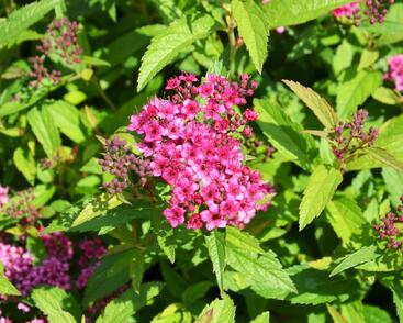 Tavolník japonský 'Anthony Waterer'