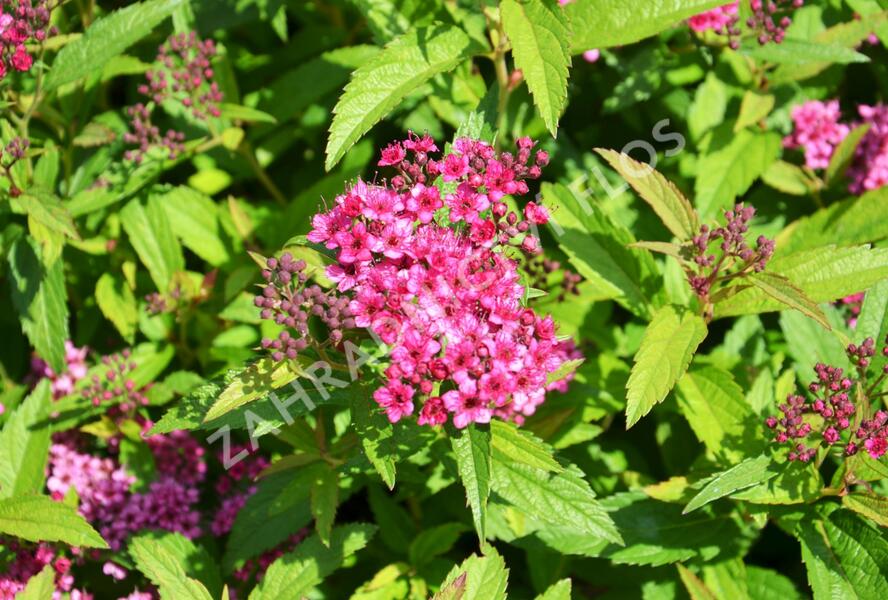 Tavolník japonský 'Anthony Waterer' - Spiraea japonica 'Anthony Waterer'