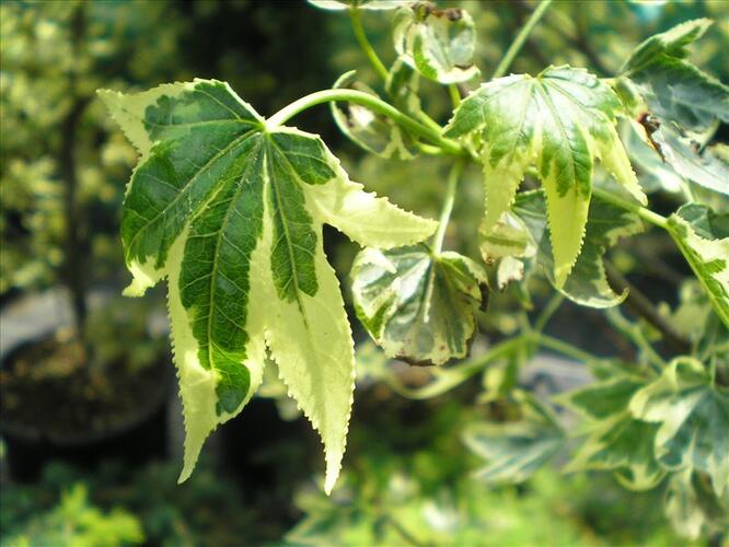 Ambroň západní 'Silver King' - Liquidambar styraciflua 'Silver King'