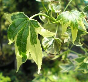 Ambroň západní 'Silver King'