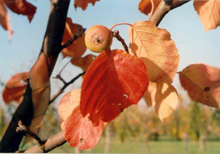 Jabloň Tschonského - Malus tschonoskii