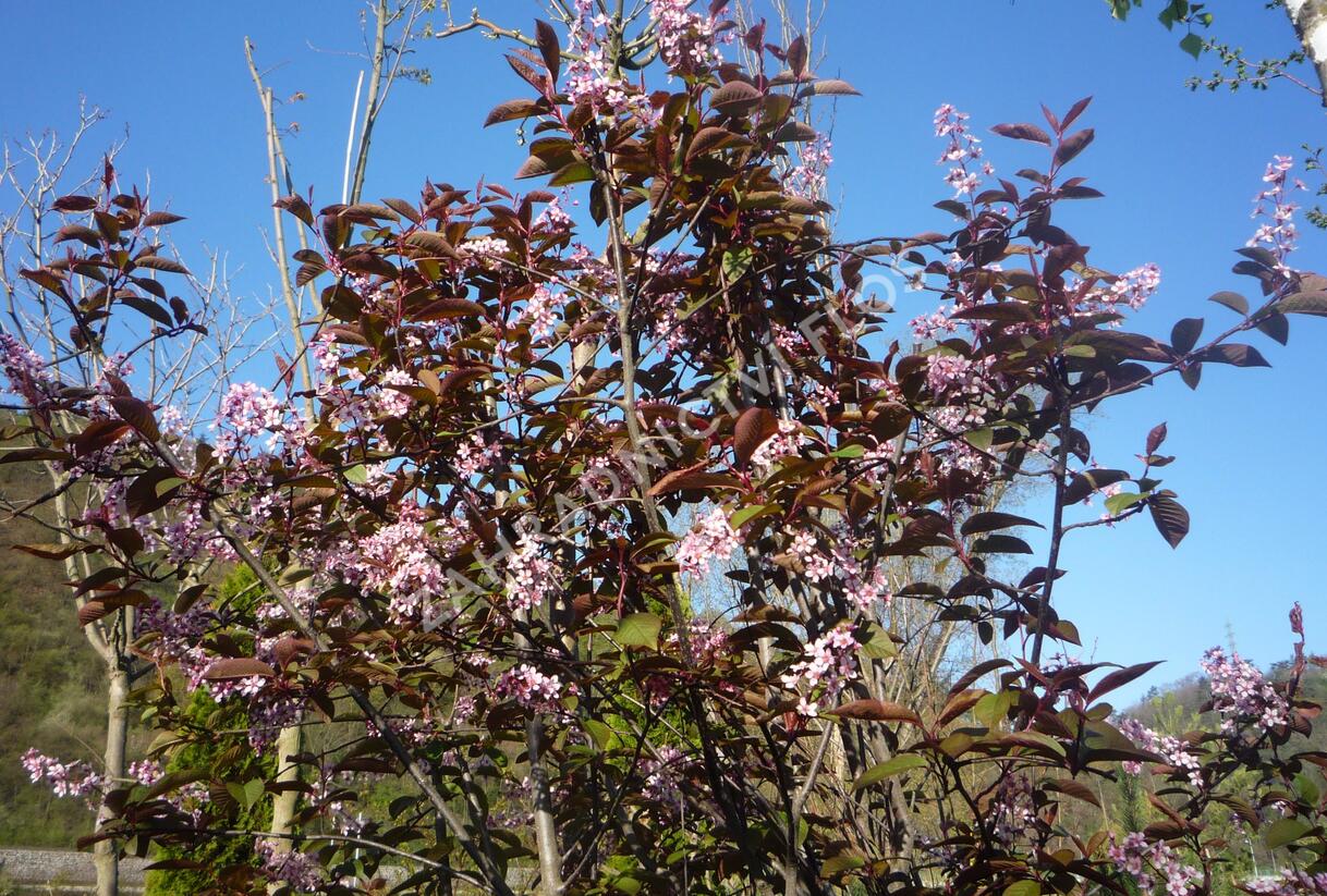 Střemcha obecná 'Colorata' - Prunus padus 'Colorata'