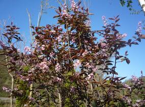 Střemcha obecná 'Colorata' - Prunus padus 'Colorata'