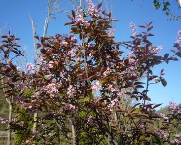 Střemcha obecná 'Colorata'