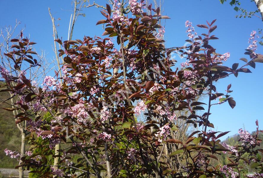 Střemcha obecná 'Colorata' - Prunus padus 'Colorata'