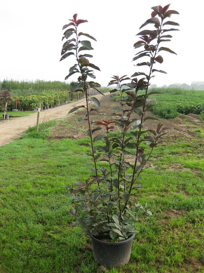 Střemcha obecná 'Colorata' - Prunus padus 'Colorata'