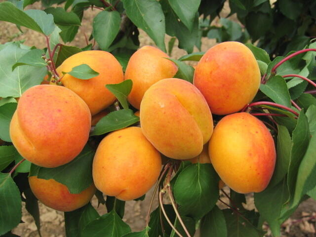 Meruňka velmi raná 'Radka' - Prunus armeniaca 'Radka'