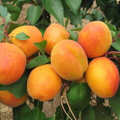 Meruňka velmi raná 'Radka' - Prunus armeniaca 'Radka'