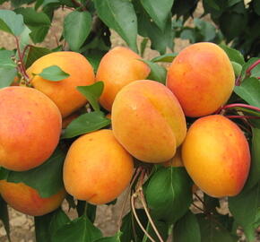 Meruňka velmi raná 'Radka' - Prunus armeniaca 'Radka'