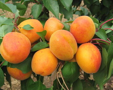 Meruňka velmi raná 'Radka'