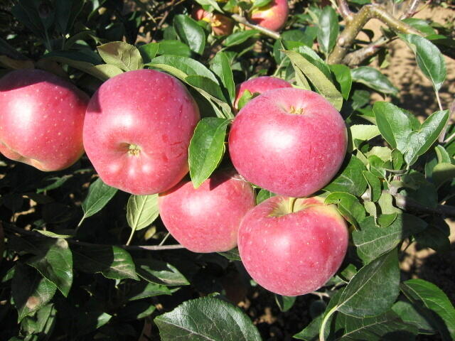 Jabloň zimní 'Blaník' - Malus domestica 'Blaník'