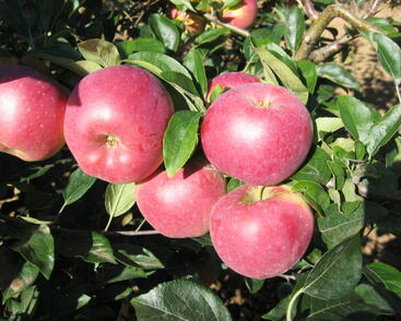 Jabloň zimní 'Blaník'