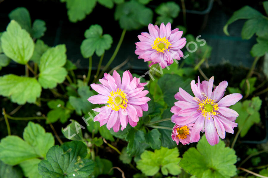 Sasanka 'Giselle' - Anemone hupehensis 'Giselle'