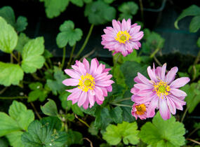 Sasanka hupejská 'Giselle' - Anemone hupehensis 'Giselle'