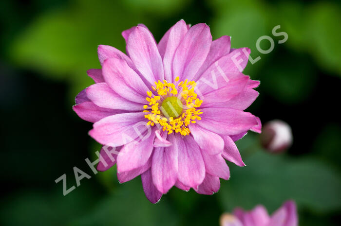 Sasanka 'Giselle' - Anemone hupehensis 'Giselle'