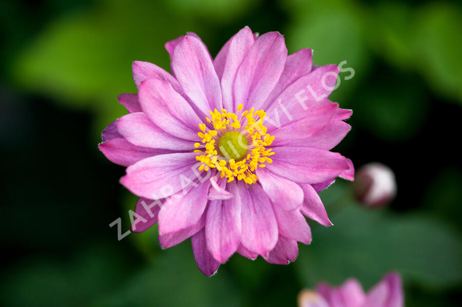 Sasanka 'Giselle' - Anemone hupehensis 'Giselle'