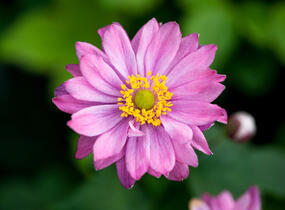 Sasanka hupejská 'Giselle' - Anemone hupehensis 'Giselle'