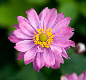 Sasanka 'Giselle' - Anemone hupehensis 'Giselle'